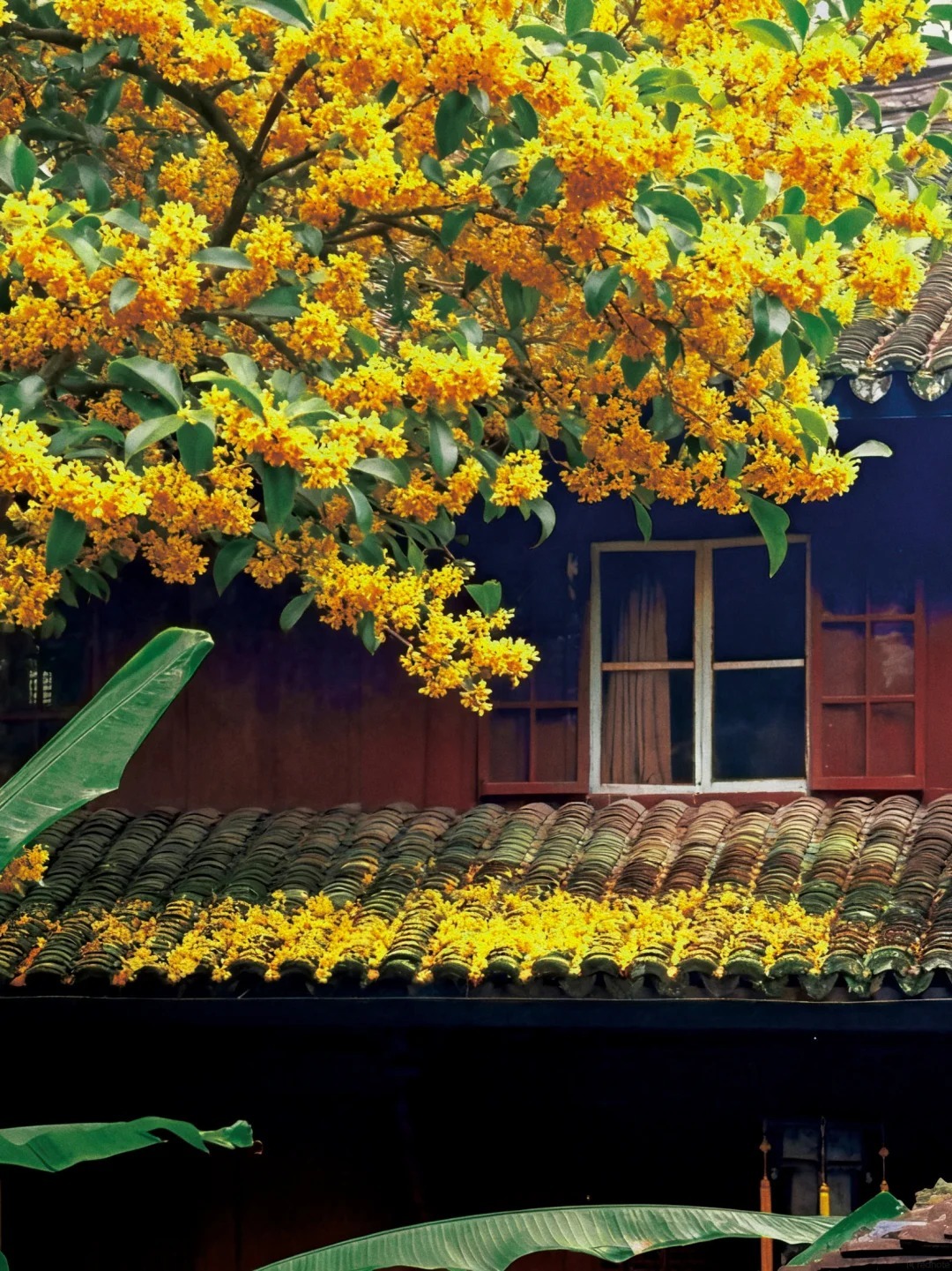 國清寺桂花 國清寺桂花