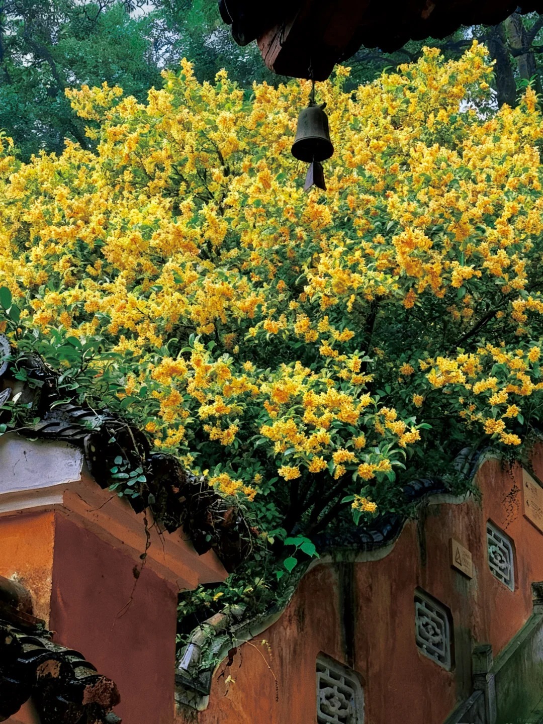 國清寺桂花 國清寺桂花