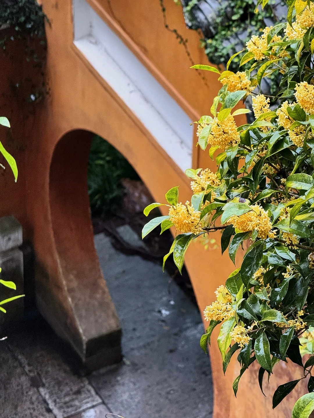 國清寺桂花 國清寺桂花
