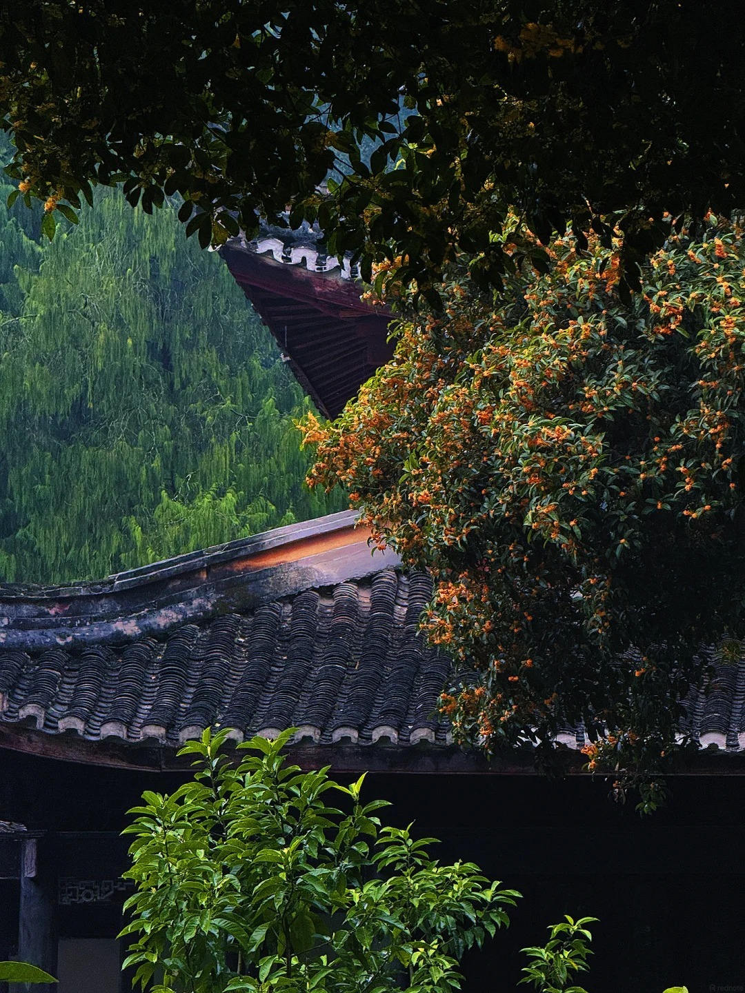 國清寺桂花 國清寺桂花
