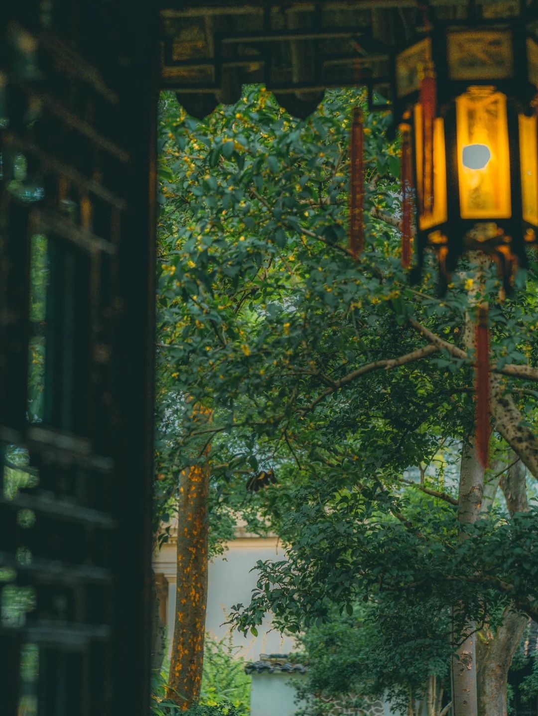 滄浪亭桂花 滄浪亭桂花