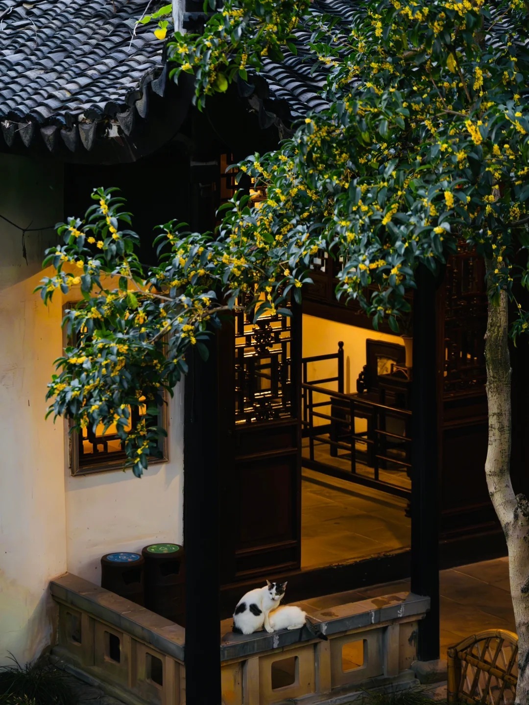 滄浪亭桂花與貓 滄浪亭桂花與貓
