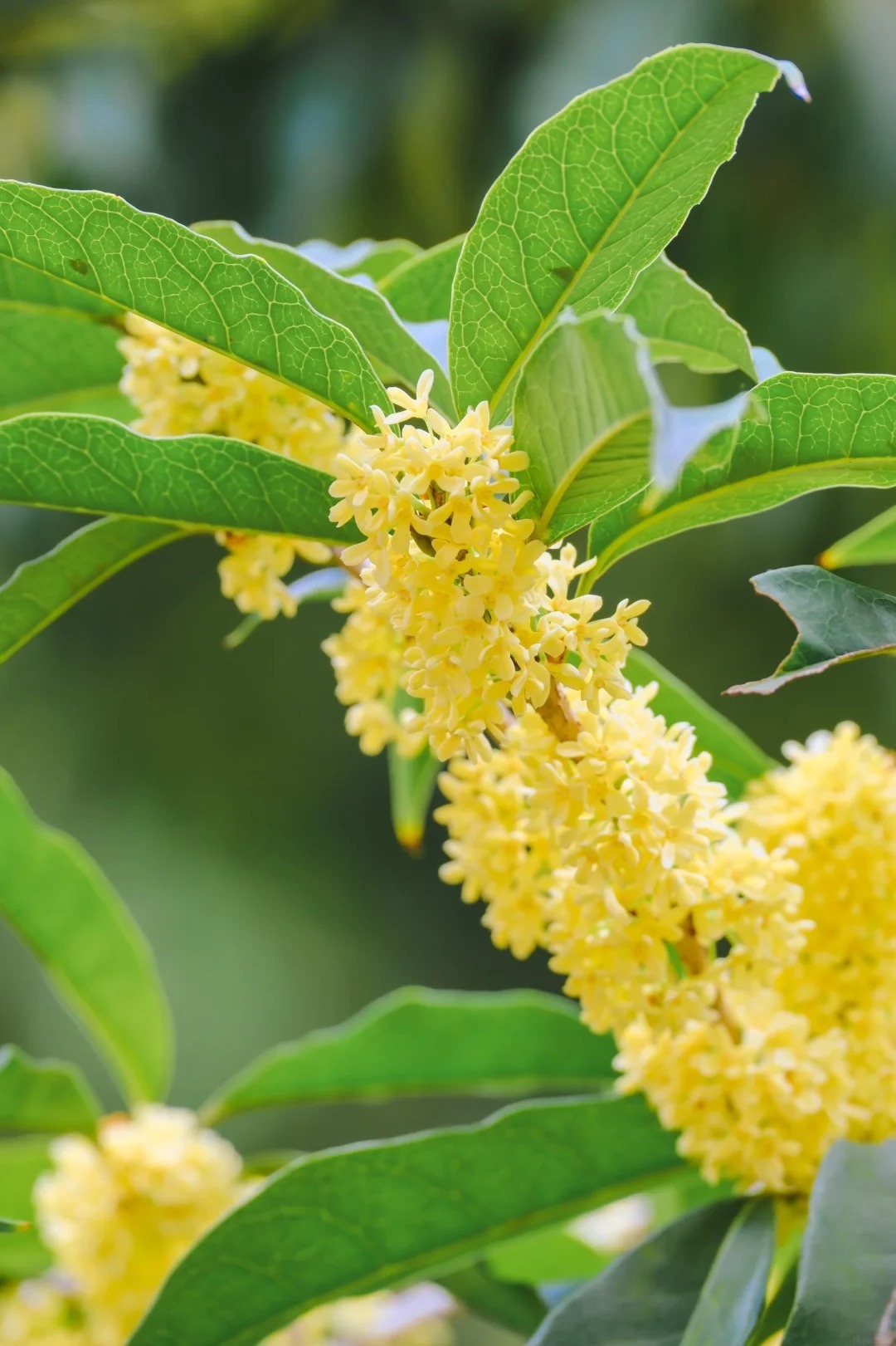 滿覺隴桂花 滿覺隴桂花