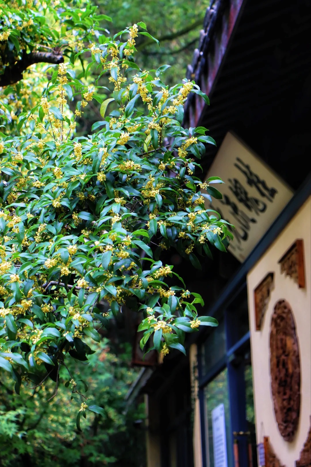 滿覺隴桂花 滿覺隴桂花