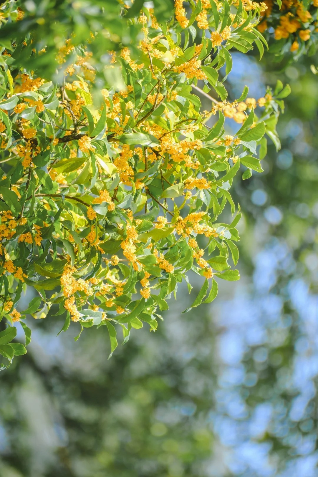 滿覺隴桂花 滿覺隴桂花