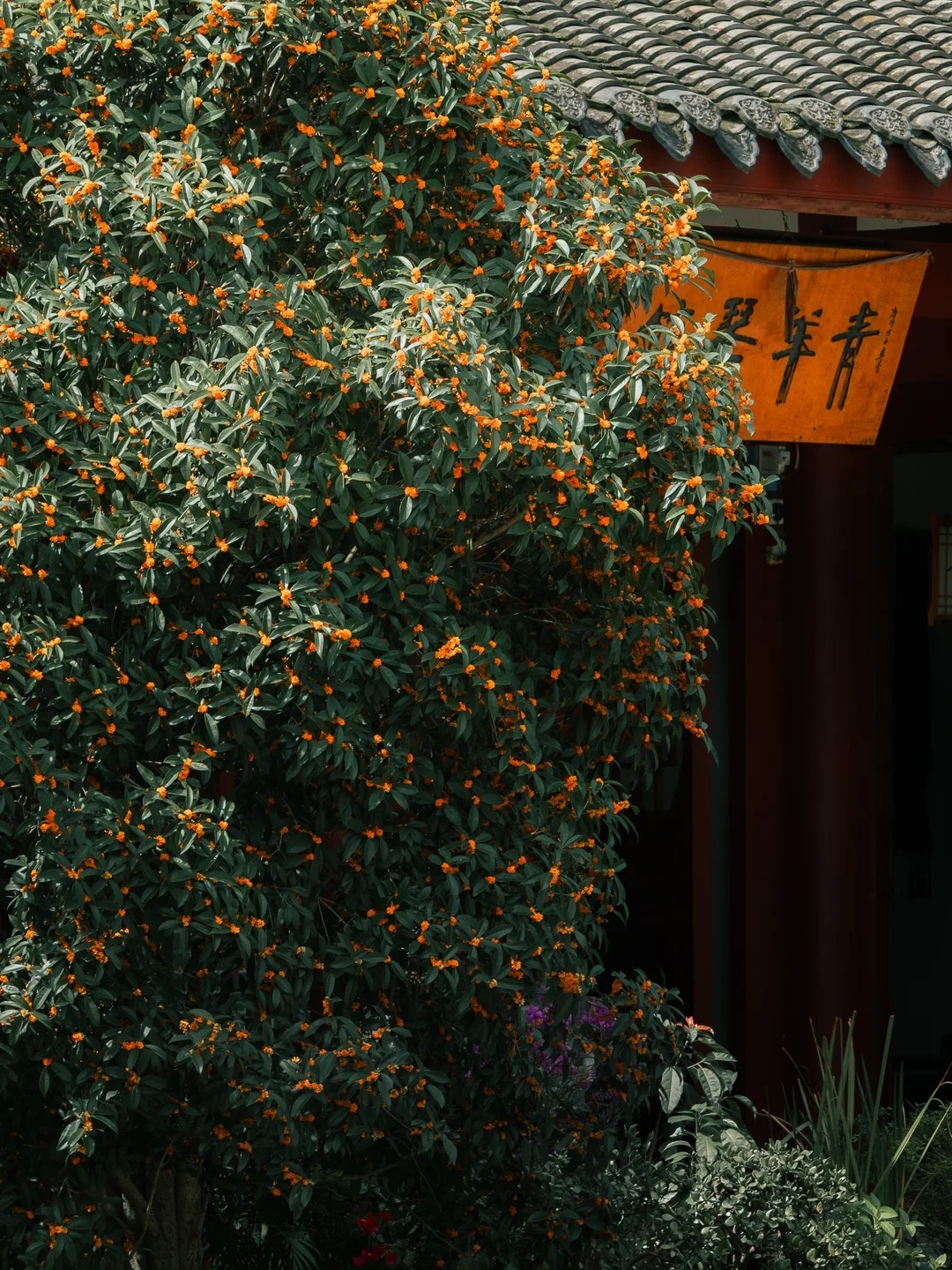 青羊宮桂花 青羊宮桂花