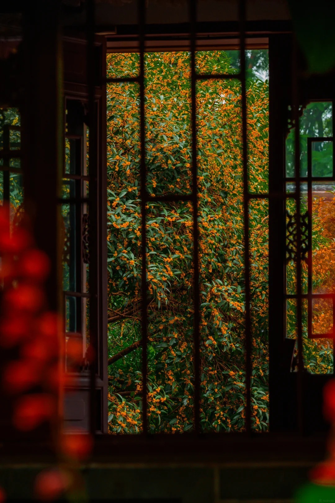 青羊宮桂花 青羊宮桂花