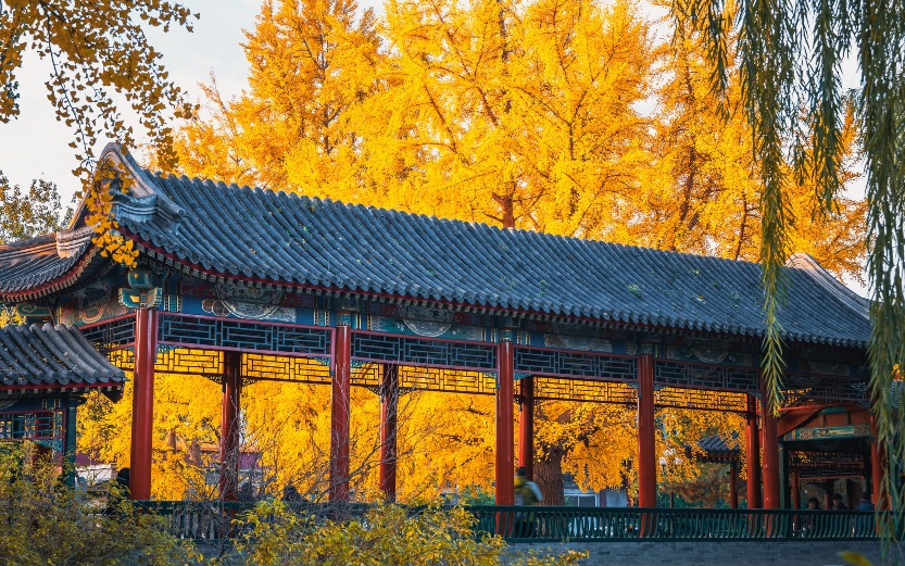 北京中山公園銀杏 北京中山公園銀杏