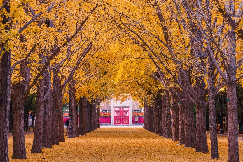 北京地壇公園銀杏 北京地壇公園銀杏