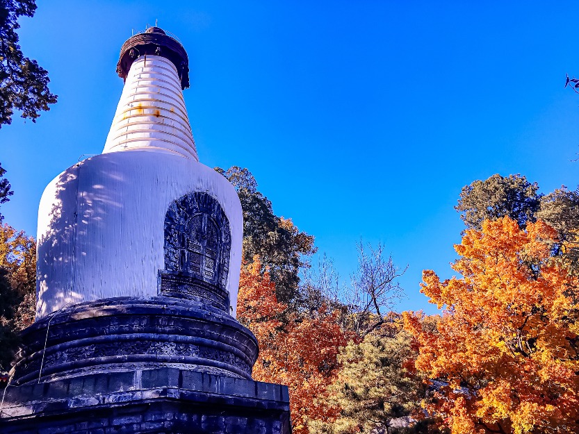 北京大覺寺銀杏 北京大覺寺銀杏