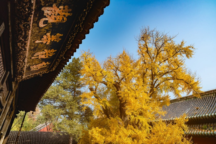 北京大覺寺銀杏 北京大覺寺銀杏