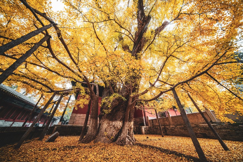 北京大覺寺銀杏 北京大覺寺銀杏