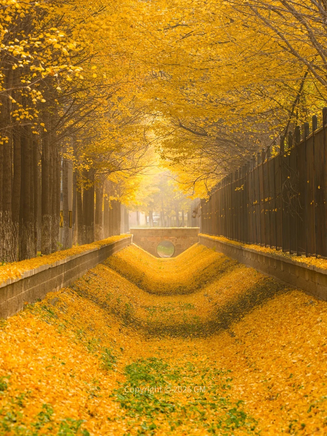 北京白家疃村銀杏 北京白家疃村銀杏