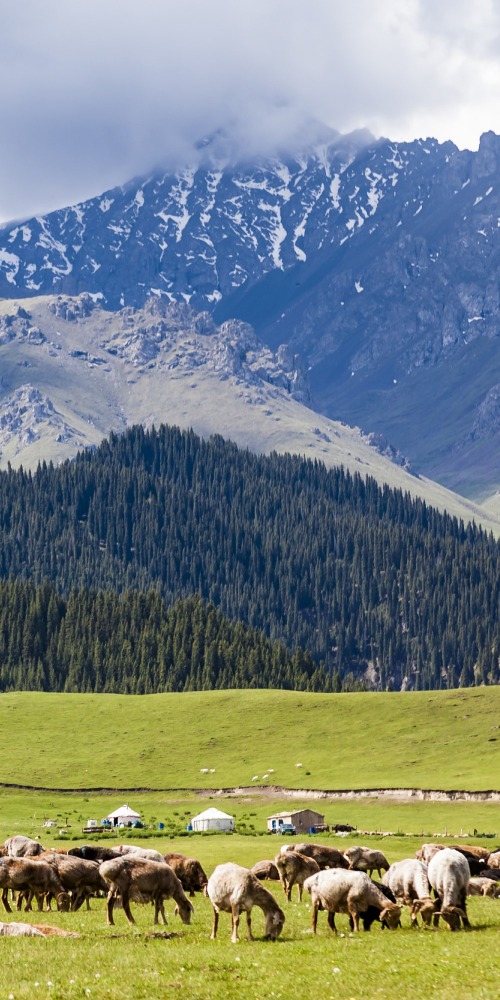 当代中国-名家-张信刚赞扬坚守岗位的乌鲁木齐老学者