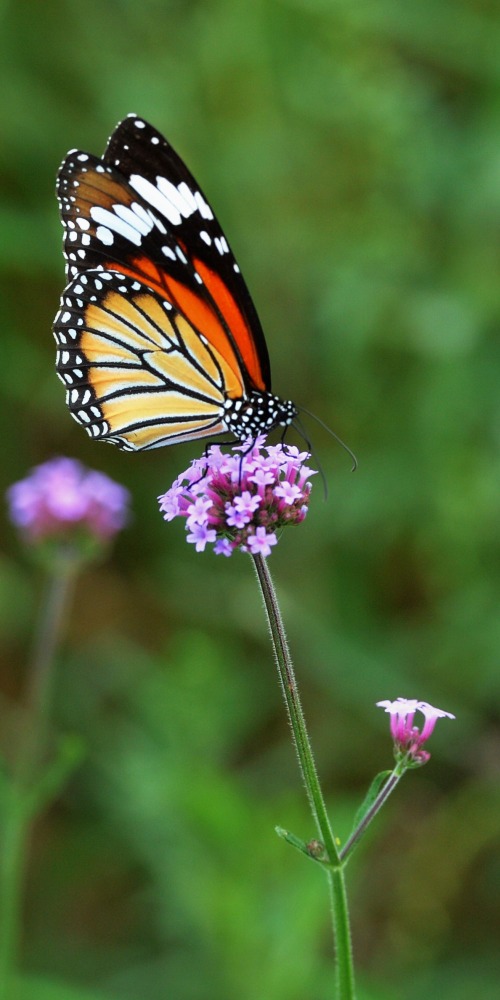 当代中国-名家-李焯芬人生导航毛毛虫过河的谜题