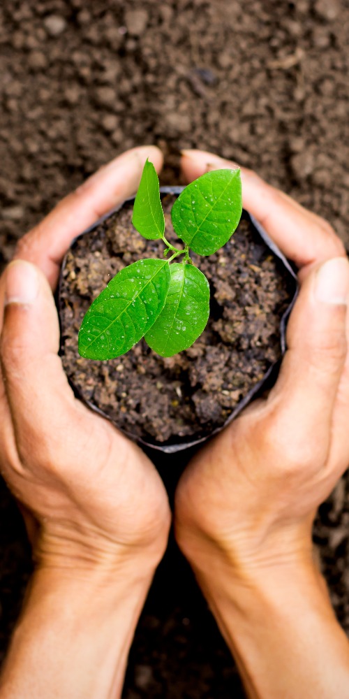 當代中國-名家-李焯芬人生導航種棵煩惱樹