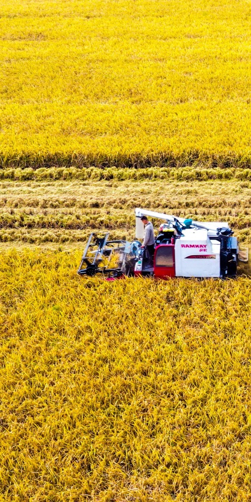 當代中國-新華網評-節糧減損重在行動