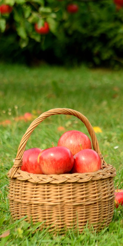 當代中國-名家-李焯芬人生導航兩筐蘋果的啟示