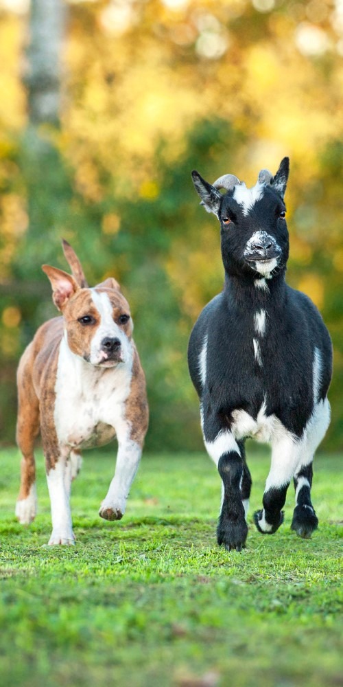 當代中國-名家-李焯芬人生導航是羊還是狗