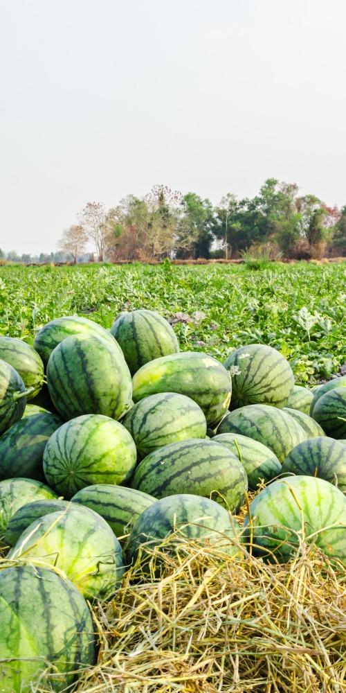 当代中国-名家-李焯芬人生导航慈悲无敌人的启示