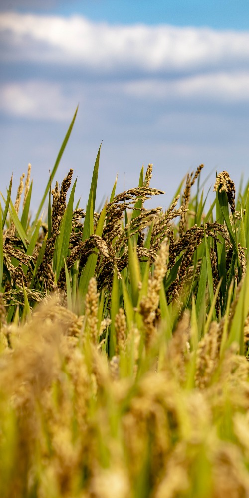 当代中国-温铁军看全球应付气候危机实现减排或会影响稻米生产