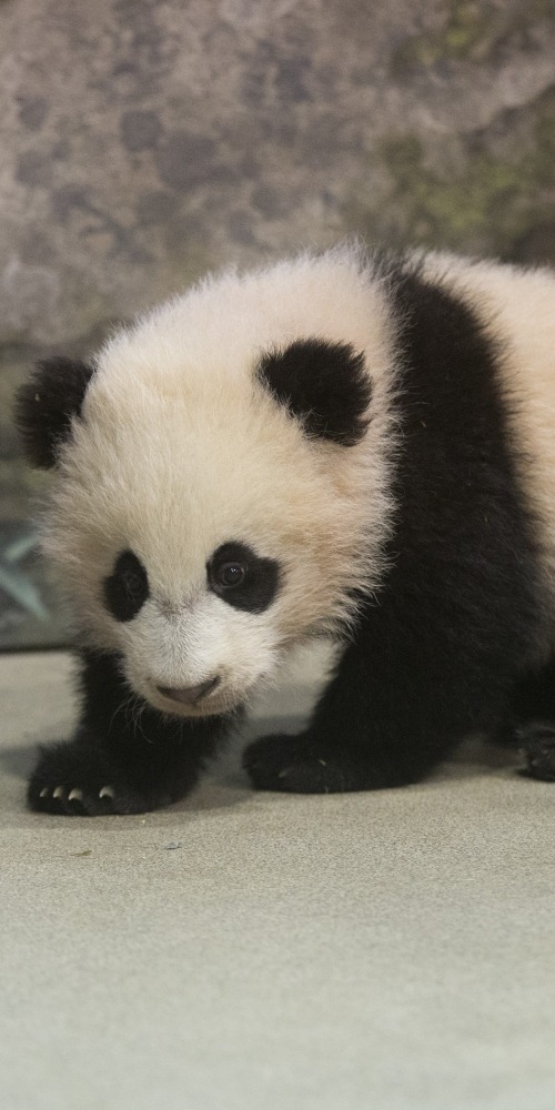 当代中国-环球时评-中美关系｜美议员竟要对大熊猫“下手”或产生意外效果