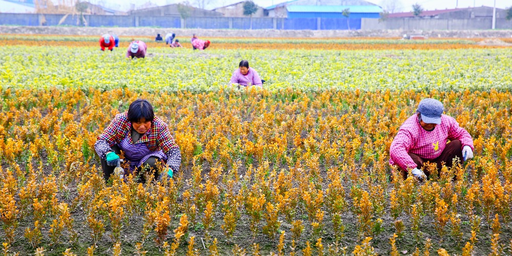 当代中国-新华网评-中国经济｜让农民增收和粮食丰收同步