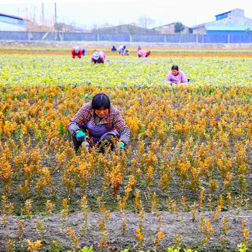 當代中國-新華網評-中國經濟｜讓農民增收和糧食豐收同步