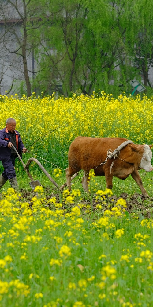 當代中國-中青網評-中國農業｜春耕「加速度」為「中國飯碗」提供堅實保障