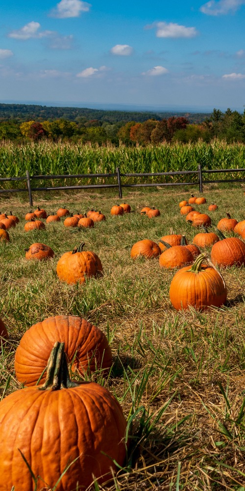 当代中国-名家-李焯芬人生导航南瓜的生命力