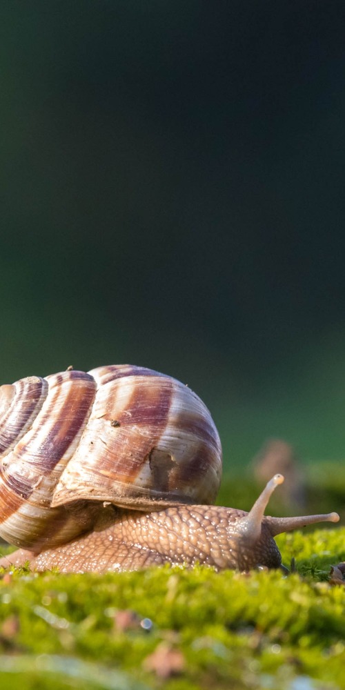 蝸牛
