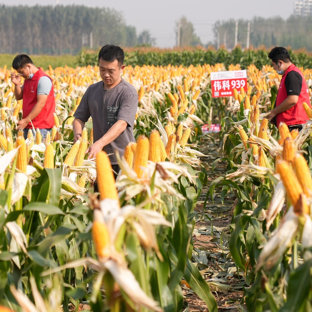 中國需要保證糧食安全