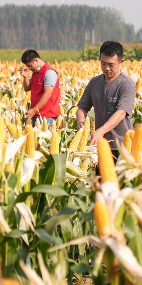 中國需要保證糧食安全