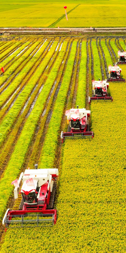 中国黑龙江省稻田作业