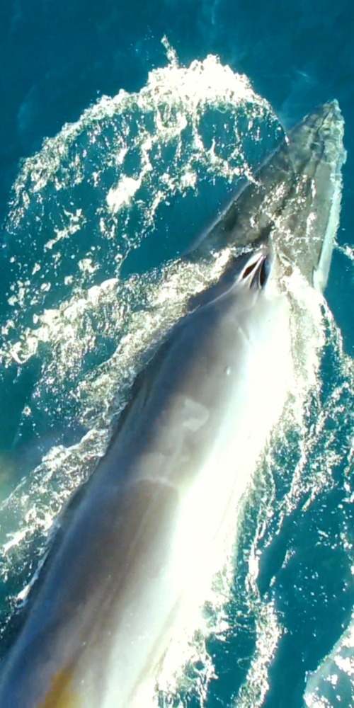 当代中国-影视时尚-蔚蓝之境纪录片