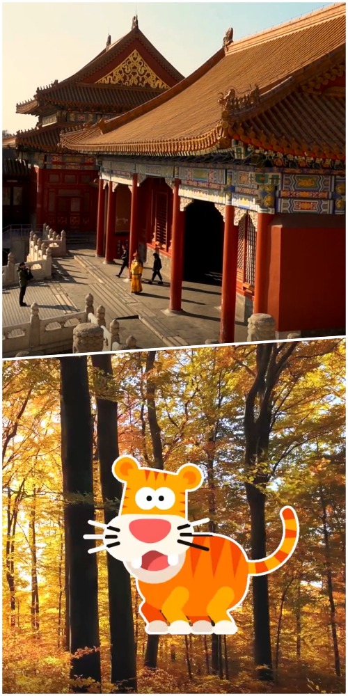 我們的故宮｜處暑和老虎的秘密