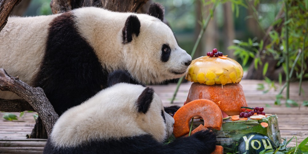 廣州動物園迎新大熊貓