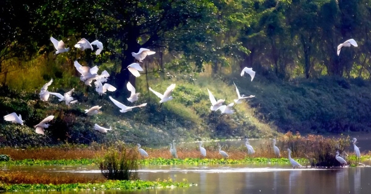 江門新會小鳥天堂國家濕地公園 