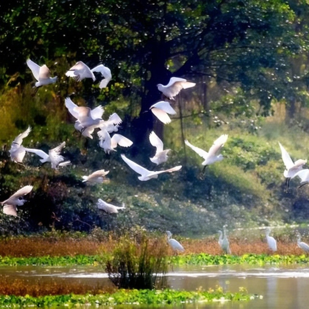 江门新会小鸟天堂国家湿地公园 