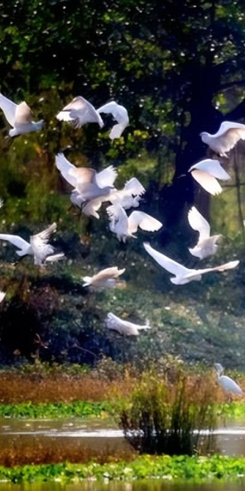 江门新会小鸟天堂国家湿地公园 