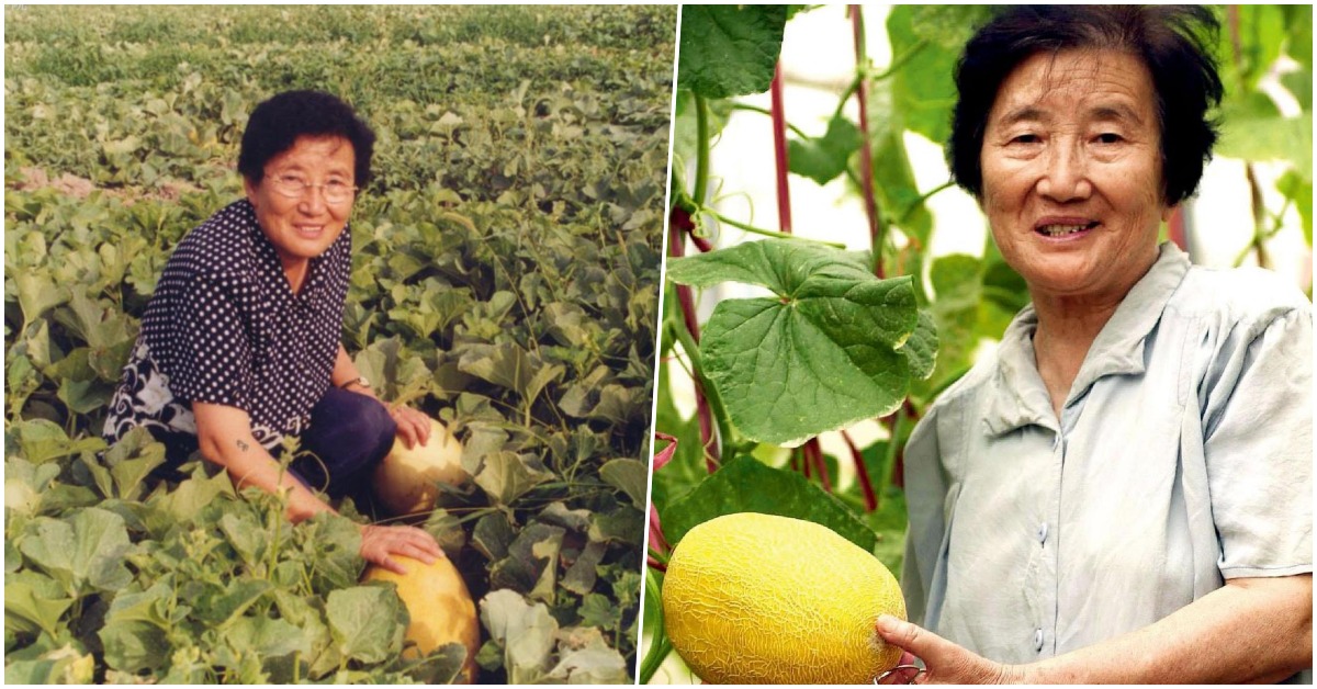 8242西瓜；吳明珠