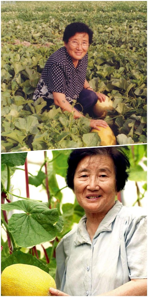 8242西瓜；吴明珠