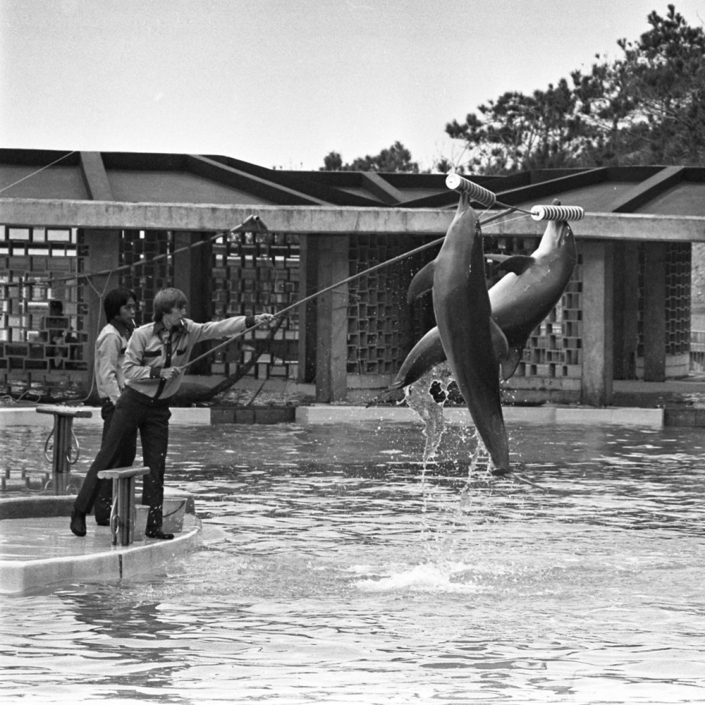 香港海洋公园转型回顾45年发展史| 飞凡香港| 乐活湾区| 当代中国