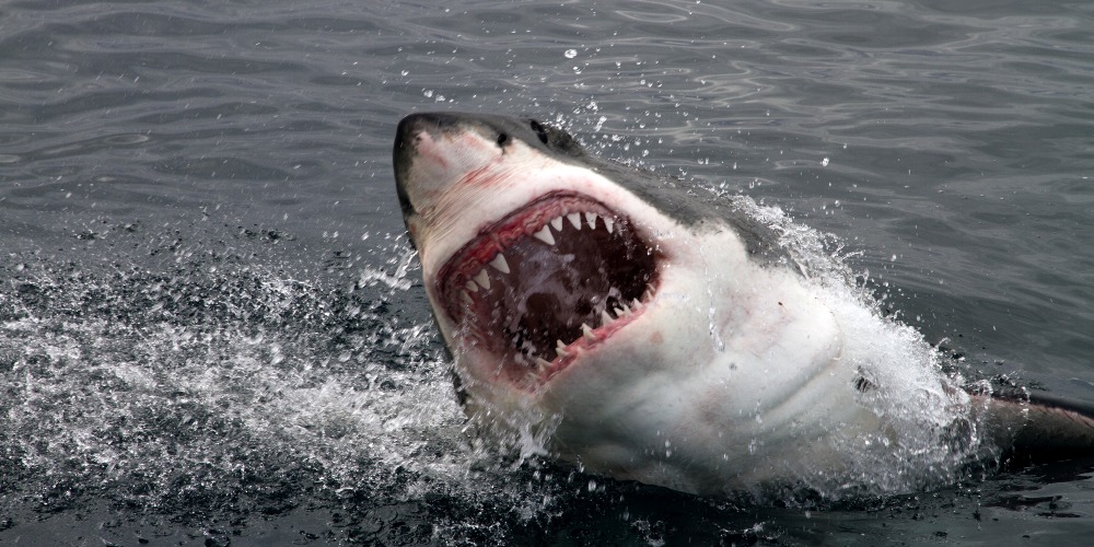 当代中国-名家-鲨鱼咬死人1995年最惊吓