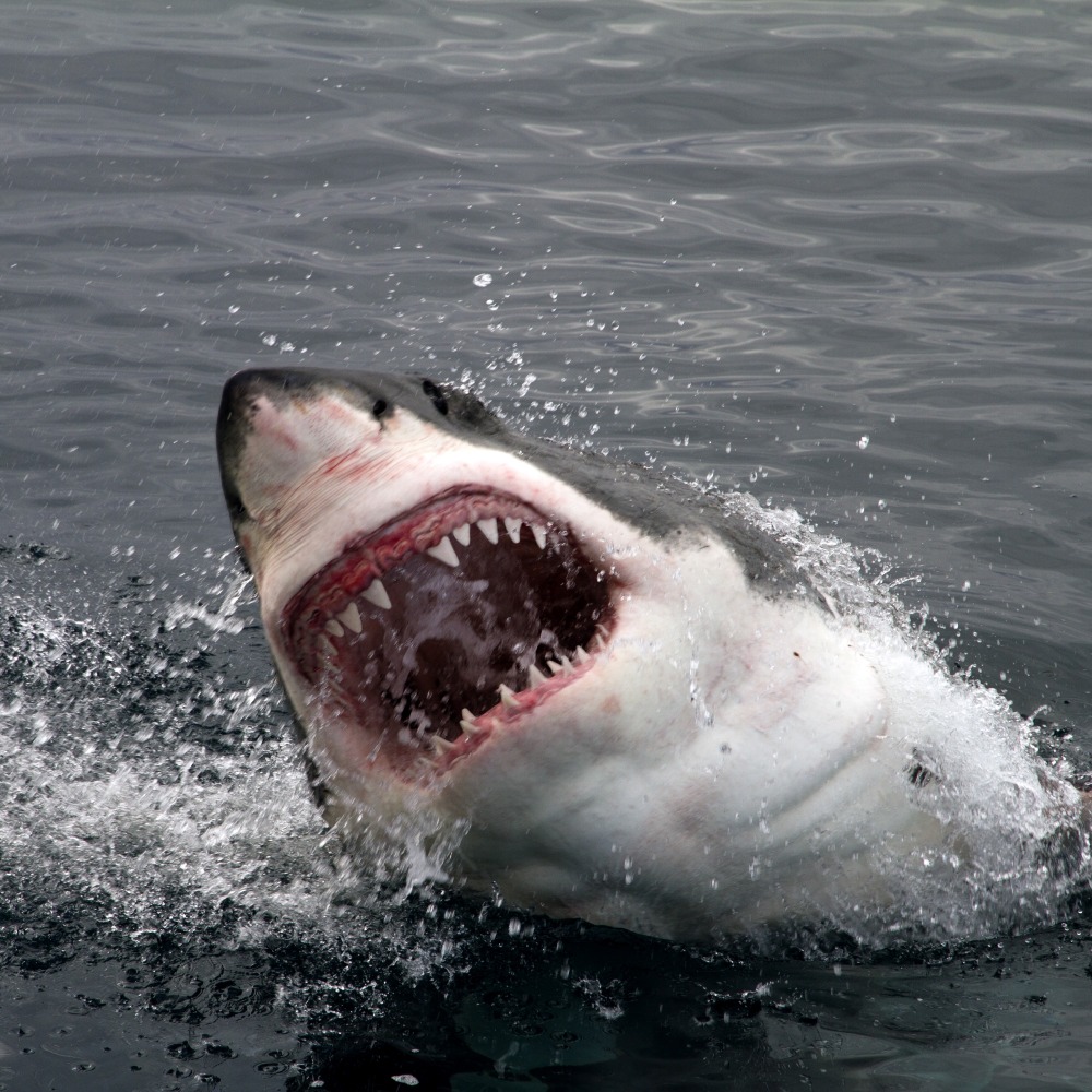 當代中國-名家-鯊魚咬死人1995年最驚嚇