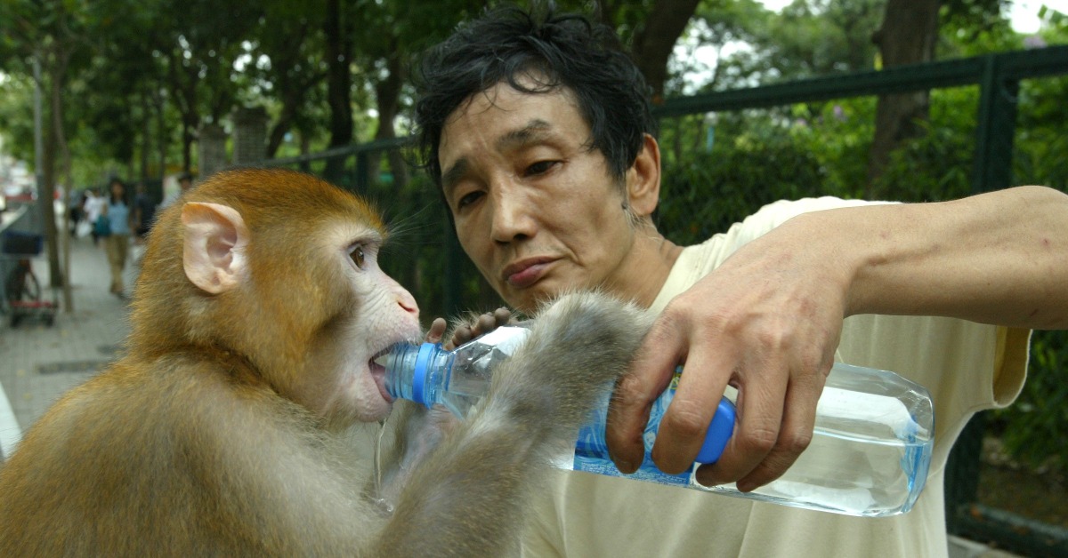 香港歷史上唯一合法飼養的馬騮「金鷹」 | 飛凡香港 | 樂活灣區 | 當代中國