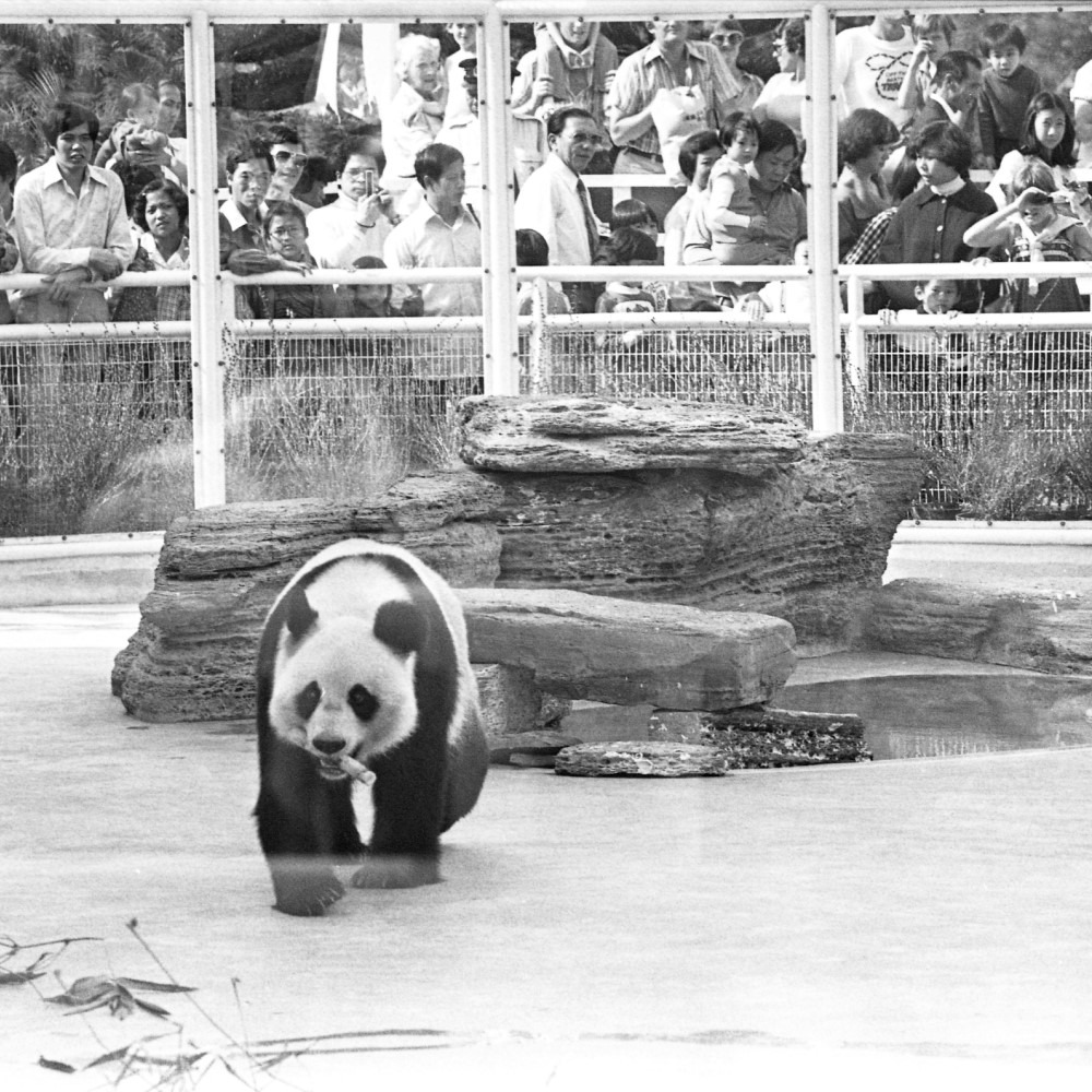 1,800 Giant Pandas | Fun Numbers | Fun Fact | Our China Story