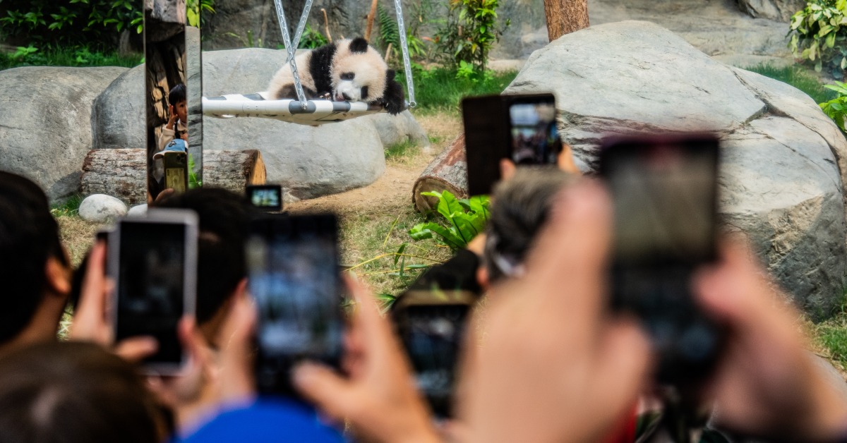 海洋公园港产大熊猫