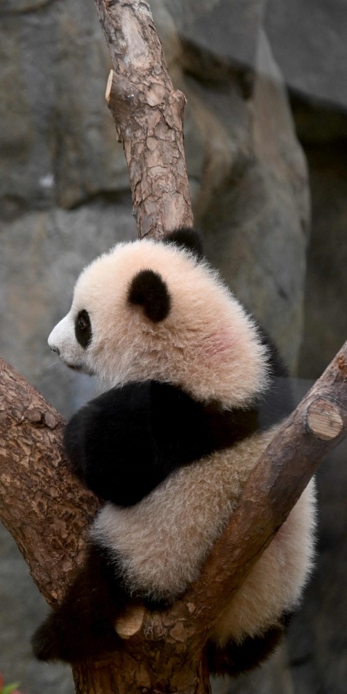 港产大熊猫小姐弟