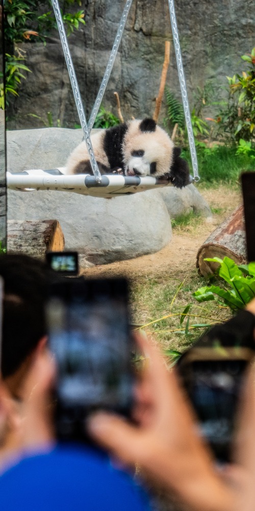 海洋公園港產大熊貓